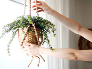 7 Hal Penting untuk Merawat Tanaman di Dalam Ruangan