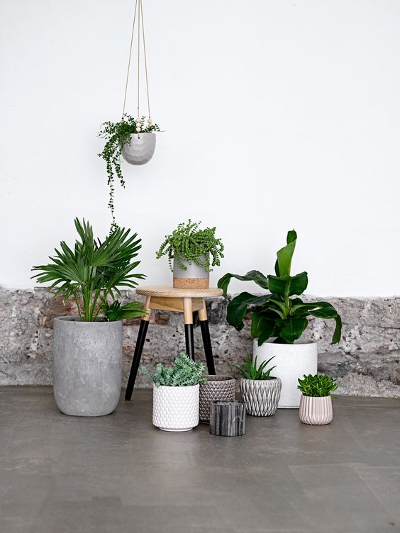 Percantik Tanaman di Rumah dengan Pot Tanaman Stylish