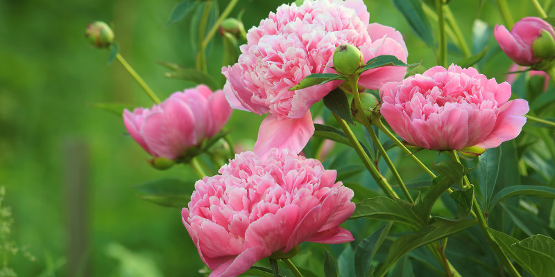 bunga untuk zodiak scorpio