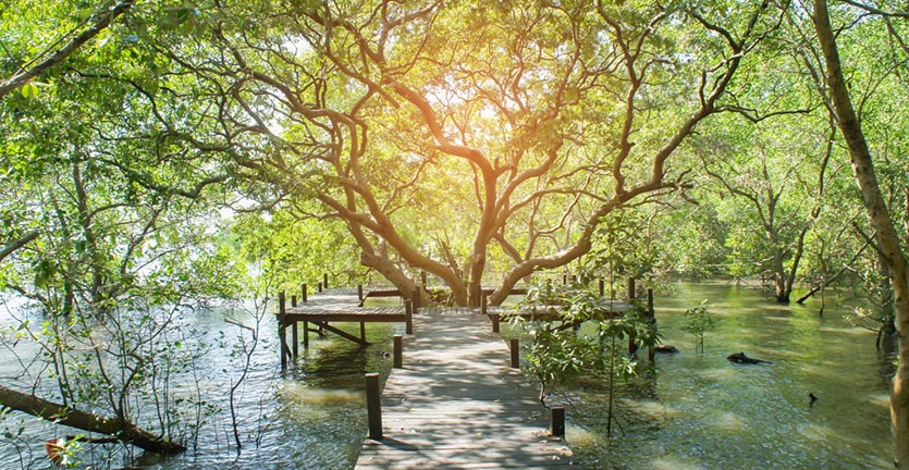 suasana di Taman Wisata Alam Mangrove, Angke Kapuk