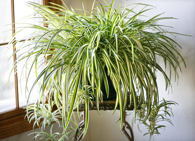 tanaman hias Spider Plant