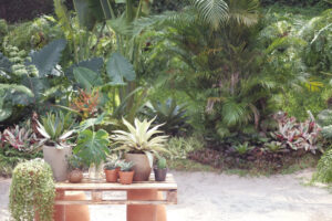 Tips Membuat Taman Tropis di Rumah