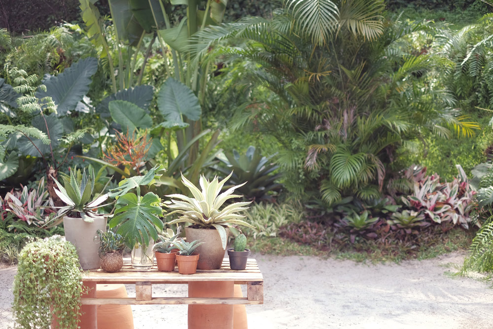 Tips Membuat Taman Tropis di Rumah