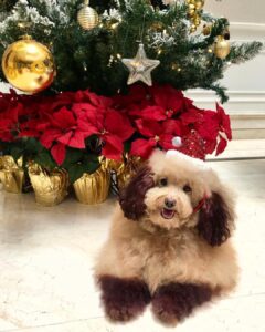 Pecinta Anjing, Rayakan Hari Valentine di Vodka & Latte