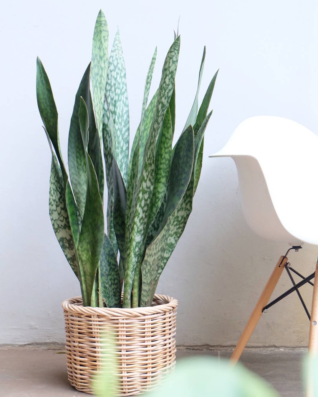 Cara Merawat & Manfaat Tanaman Hias Lidah Mertua