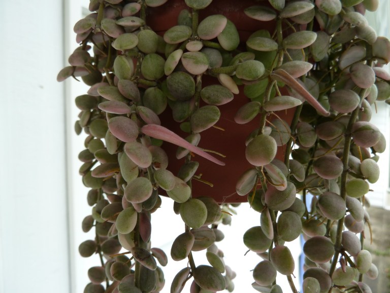 Dischidia Nummularia Variegata