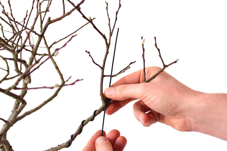 Cara Menanam dan Merawat Bonsai Beringin yang Baik