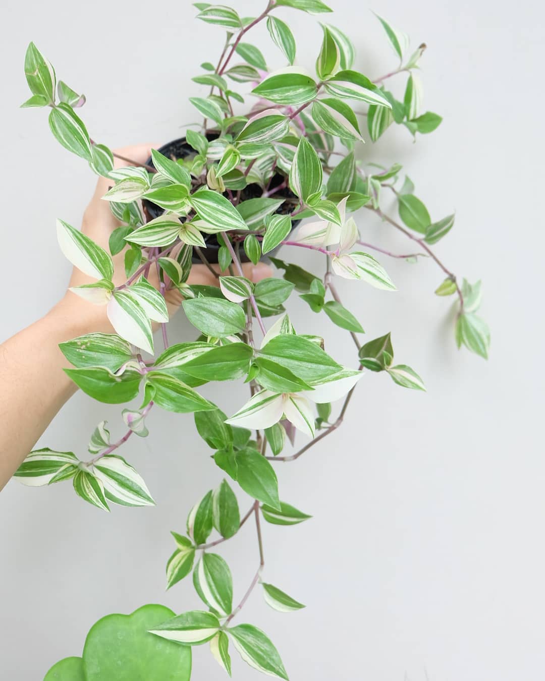 tanaman hias gantung jenis Tradescantia