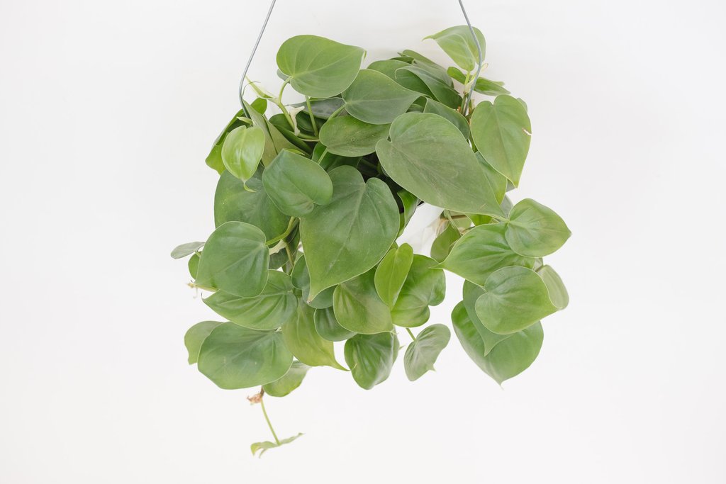 Heartleaf Philodendron Tanaman Hias Gantung di interior rumah 11