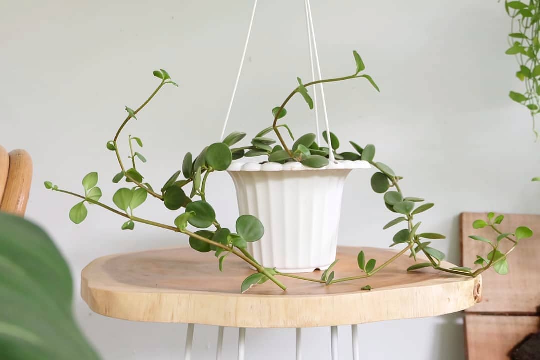 tanaman hias gantung jenis Peperomia Hope 8