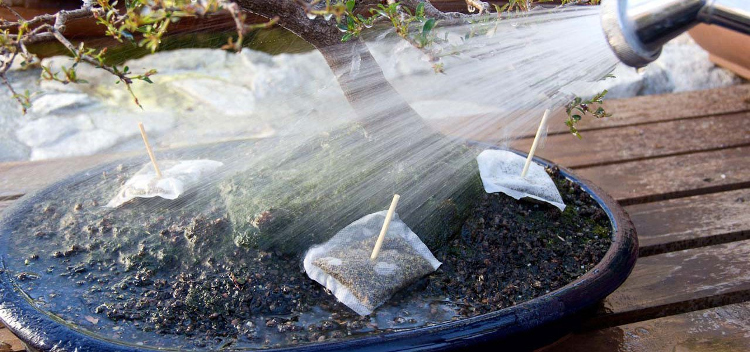 Cara Menanam dan Merawat Bonsai Beringin yang Baik