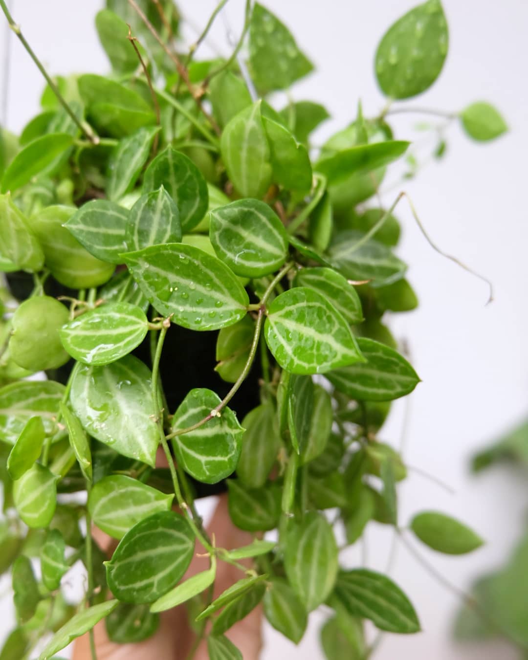 tanaman hias gantung jenis Dischidia Ovata