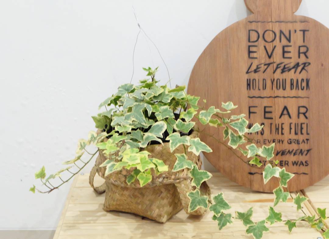 English Ivy Tanaman Hias Gantung di interior rumah 8