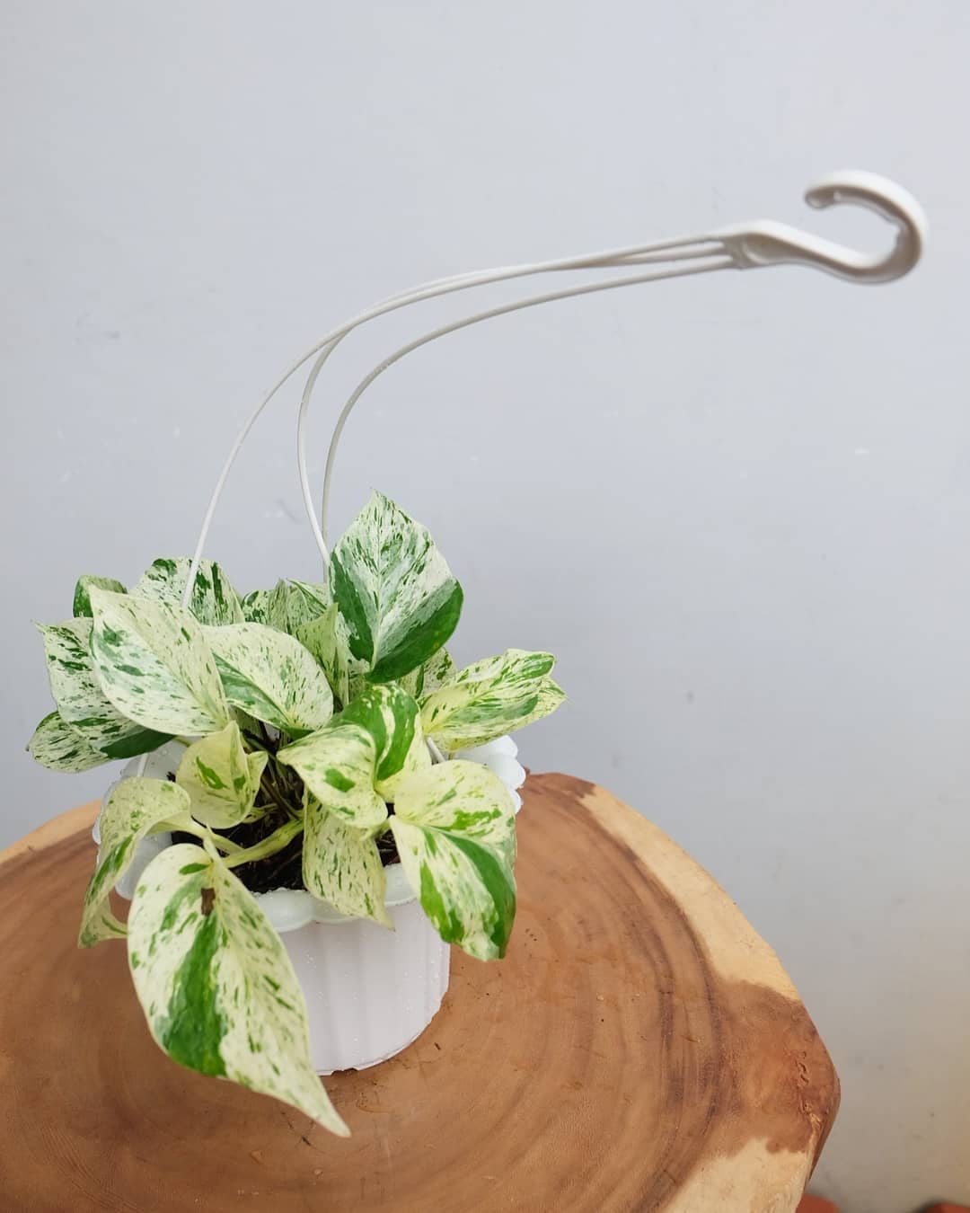 Sirih Marble Tanaman Hias Gantung di interior rumah 13