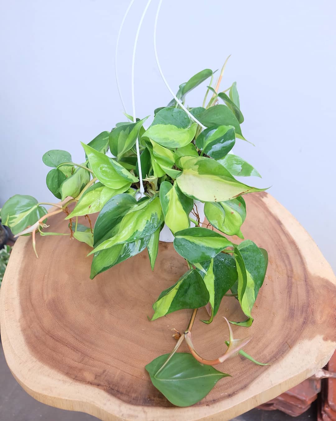 Philodendron Brasil Tanaman Hias Gantung di interior rumah 11