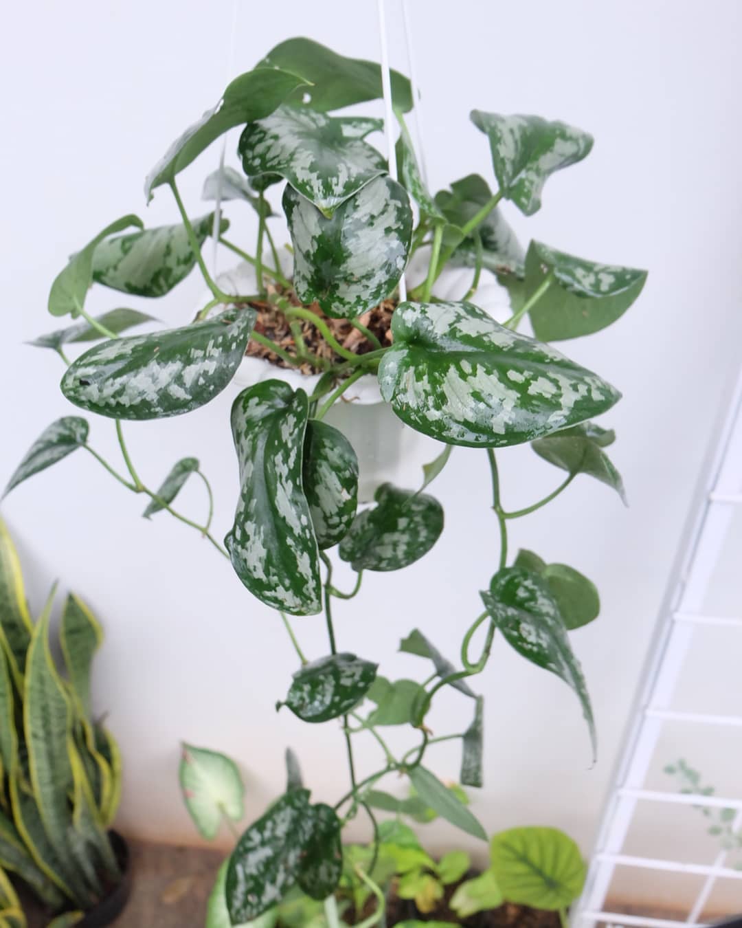 Tanaman Hias Gantung di interior rumah 14