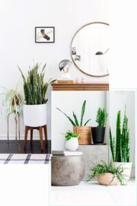 Manfaat Tanaman Hias Lidah Mertua dan Cara Merawatnya