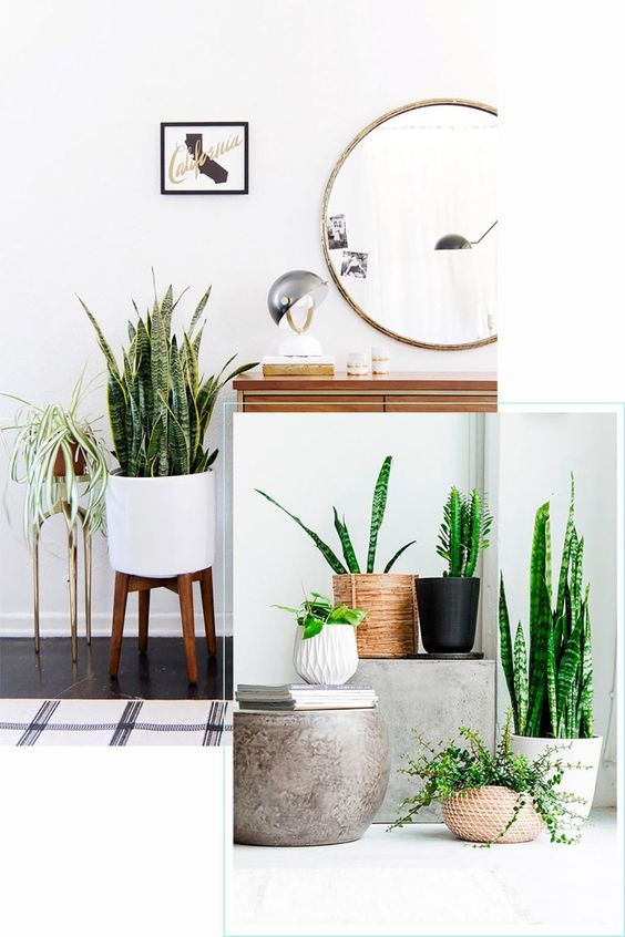 Manfaat Tanaman Hias Lidah Mertua dan Cara Merawatnya