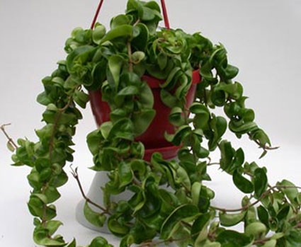 Hoya Compacta Tanaman Hias Gantung di interior rumah 7