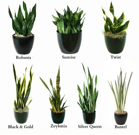 Cara Merawat & Manfaat Tanaman Hias Lidah Mertua