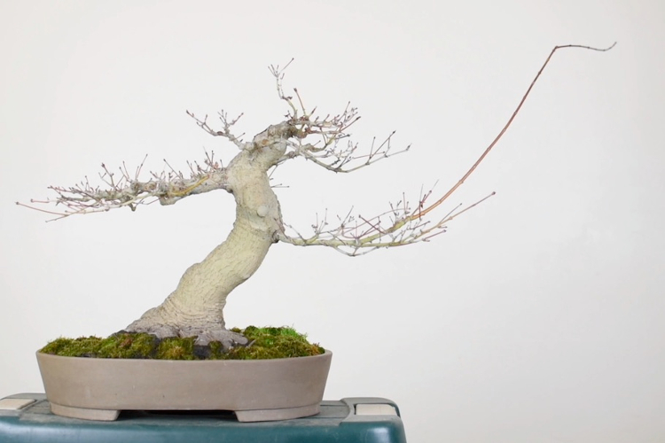 Cara Menanam dan Merawat Bonsai Beringin yang Baik