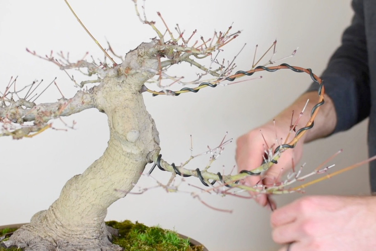 Cara Menanam dan Merawat Bonsai Beringin yang Baik