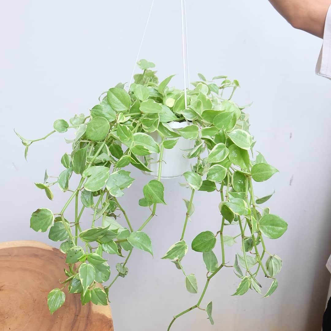 tanaman hias gantung Terang Bulan Tanaman Hias Gantung di interior rumah 10