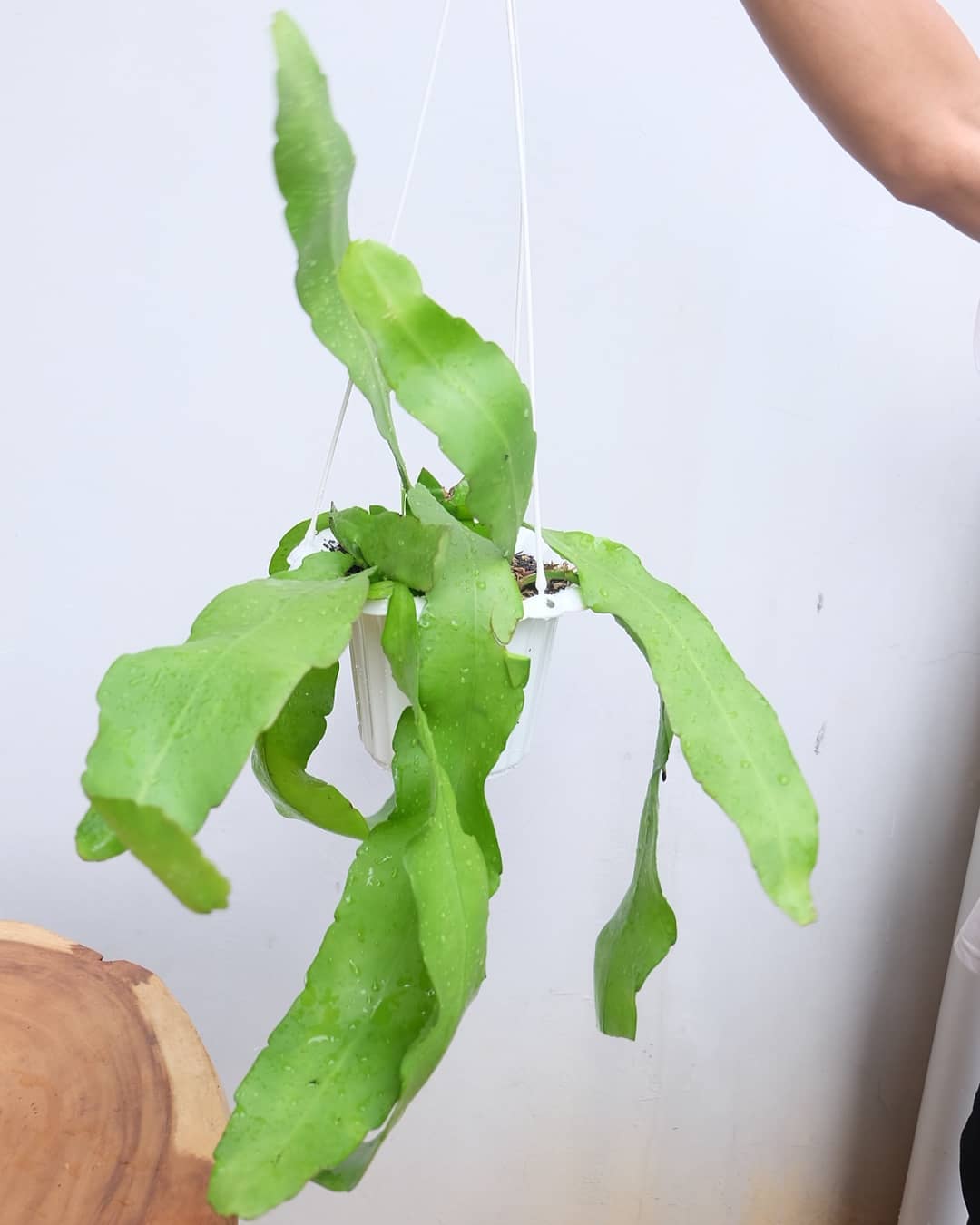 tanaman Wijaya Kusuma Tanaman Hias Gantung di interior rumah 12