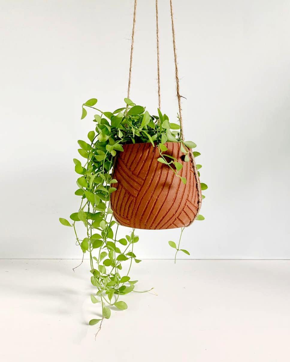 tanaman hias gantung jenis Dischidia Geri