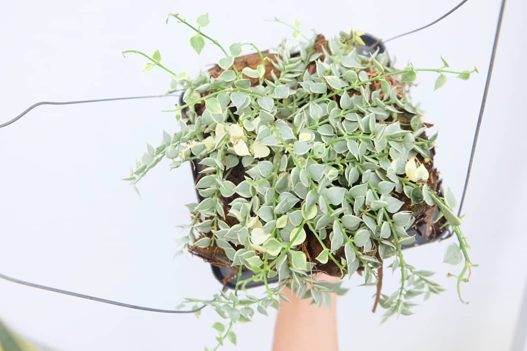 tanaman hias gantung jenis Million Hearts