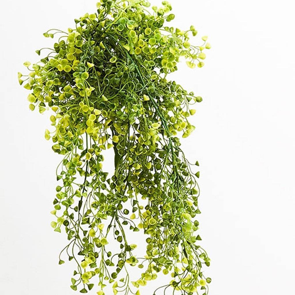 Tanaman Hias Gantung di interior rumah 15