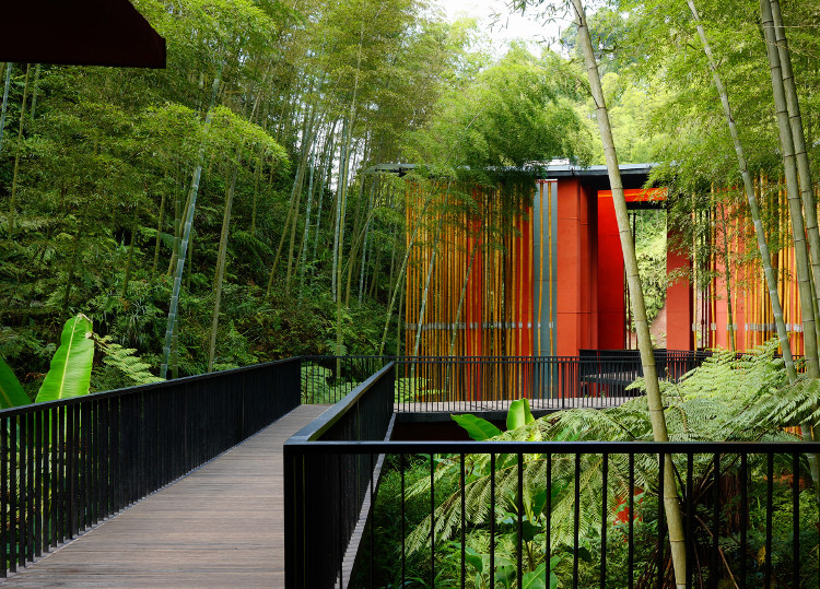 Nikmati Keindahan Lautan Bambu di Zhuhai National Park