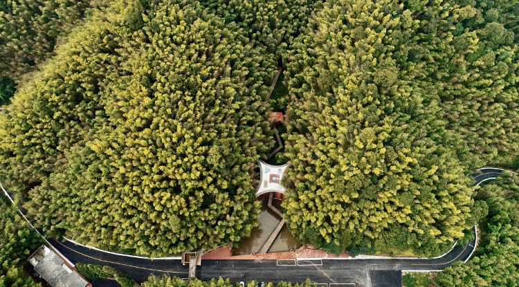 Nikmati Keindahan Lautan Bambu di Zhuhai National Park