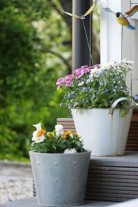 Cantiknya Bunga Krisan, Temukan Aneka Jenisnya Di Sini!