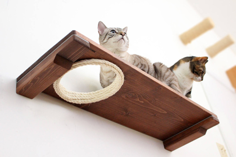 Sangat Unik! Ubah Dinding Menjadi Taman Bermain Kucing