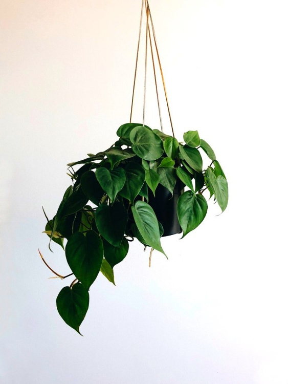 Temukan Tanaman Hias yang Cocok Untuk Kamar Kosan Anda!