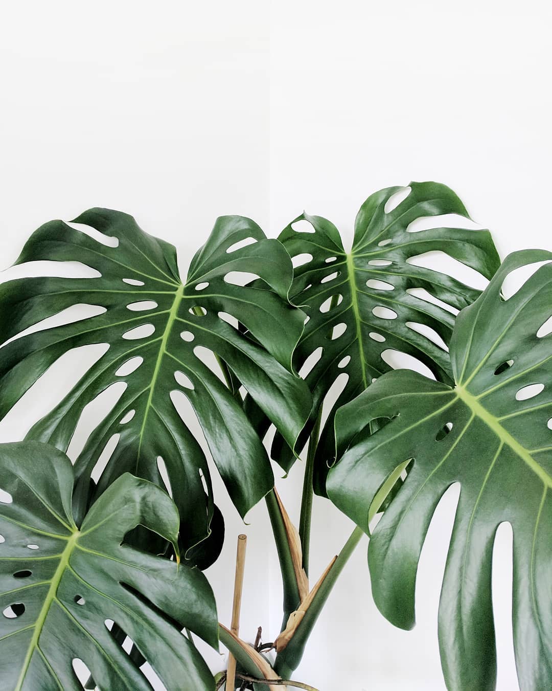 tanaman hias Monstera deliciosa