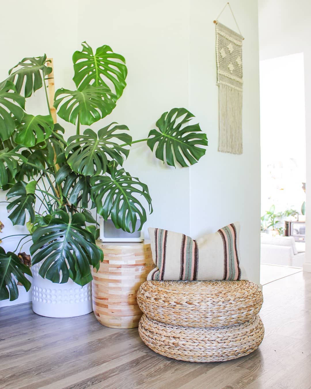 Monstera, Sumber Kesegaran dan Inspirasi Untuk Ruang