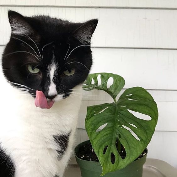 Monstera mampu mengakibatkan keracunan