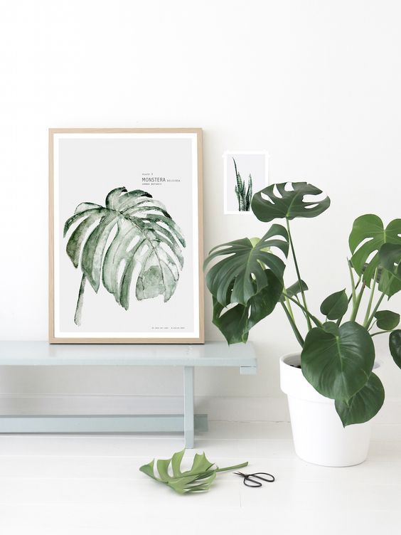 lukisan Monstera di dinding