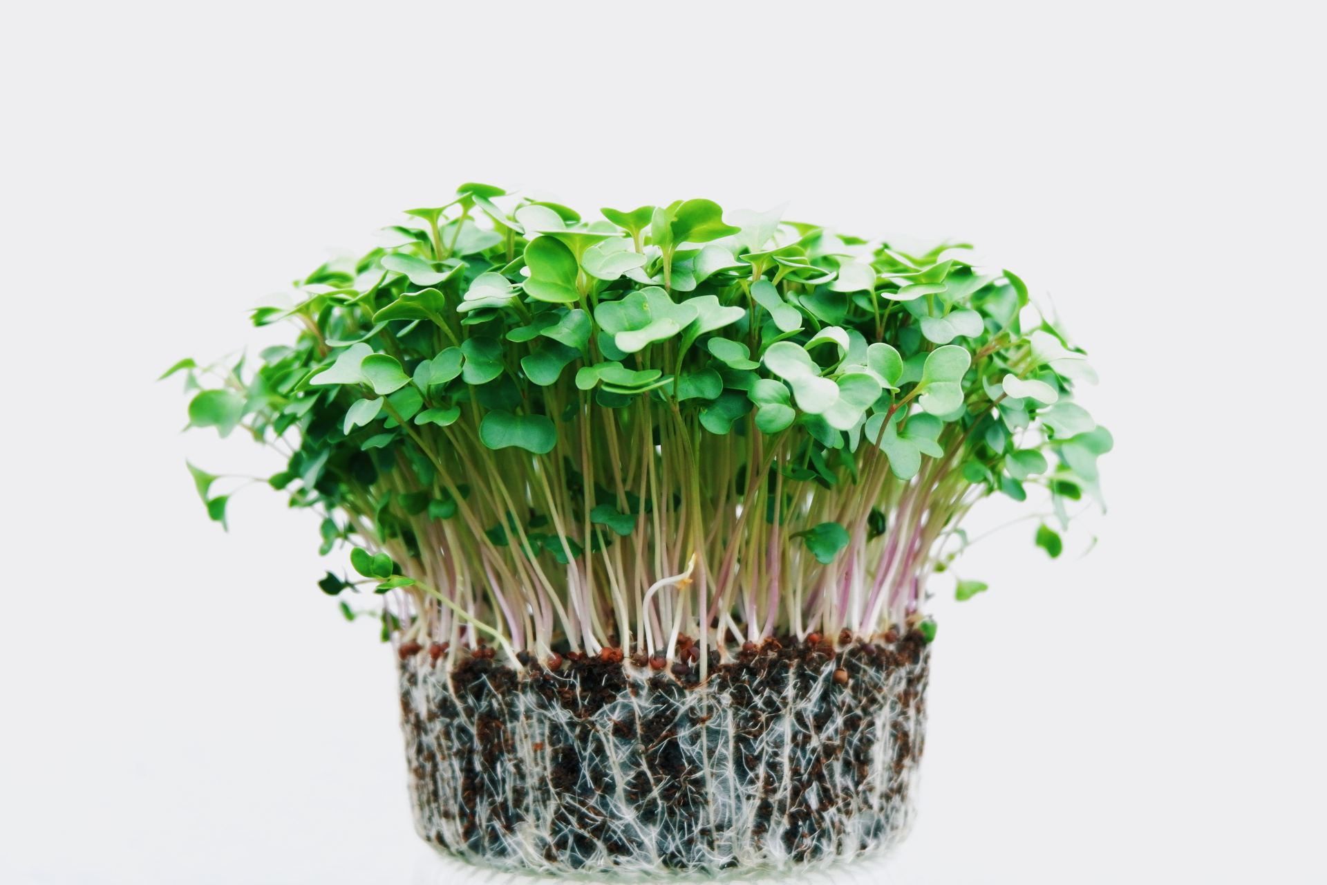 Tampak microgreen yang siap untuk dipanen / Healthy Living for Hot Messes