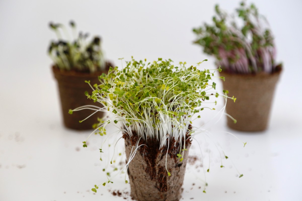 Tanaman hasil microgreen kerap menjadi pilihan chef karena kandungan nutrisi yang dimilikinya / Retreathub