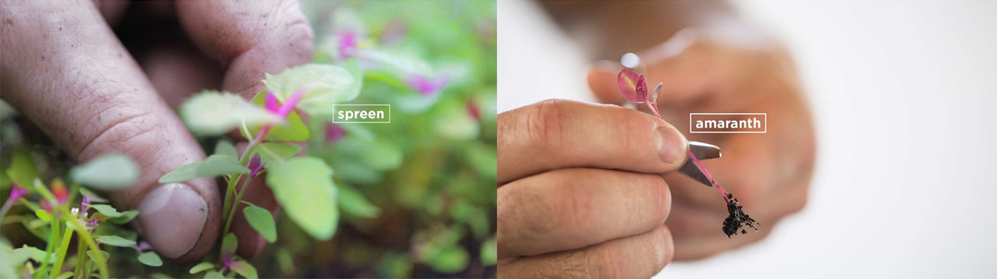 Cara memanen untuk microgreen / Chefsteps