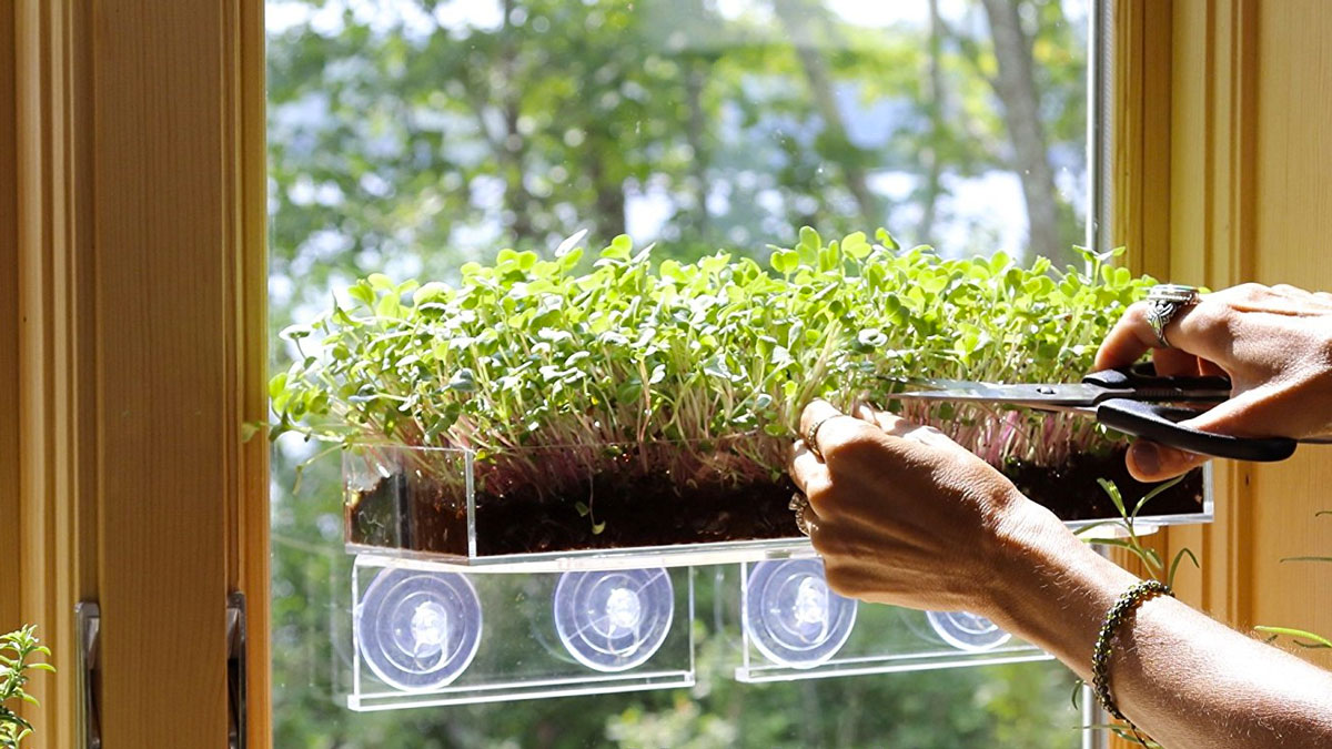 Kenali Microgreen! Solusi Baru Berkebun di Dalam Rumah