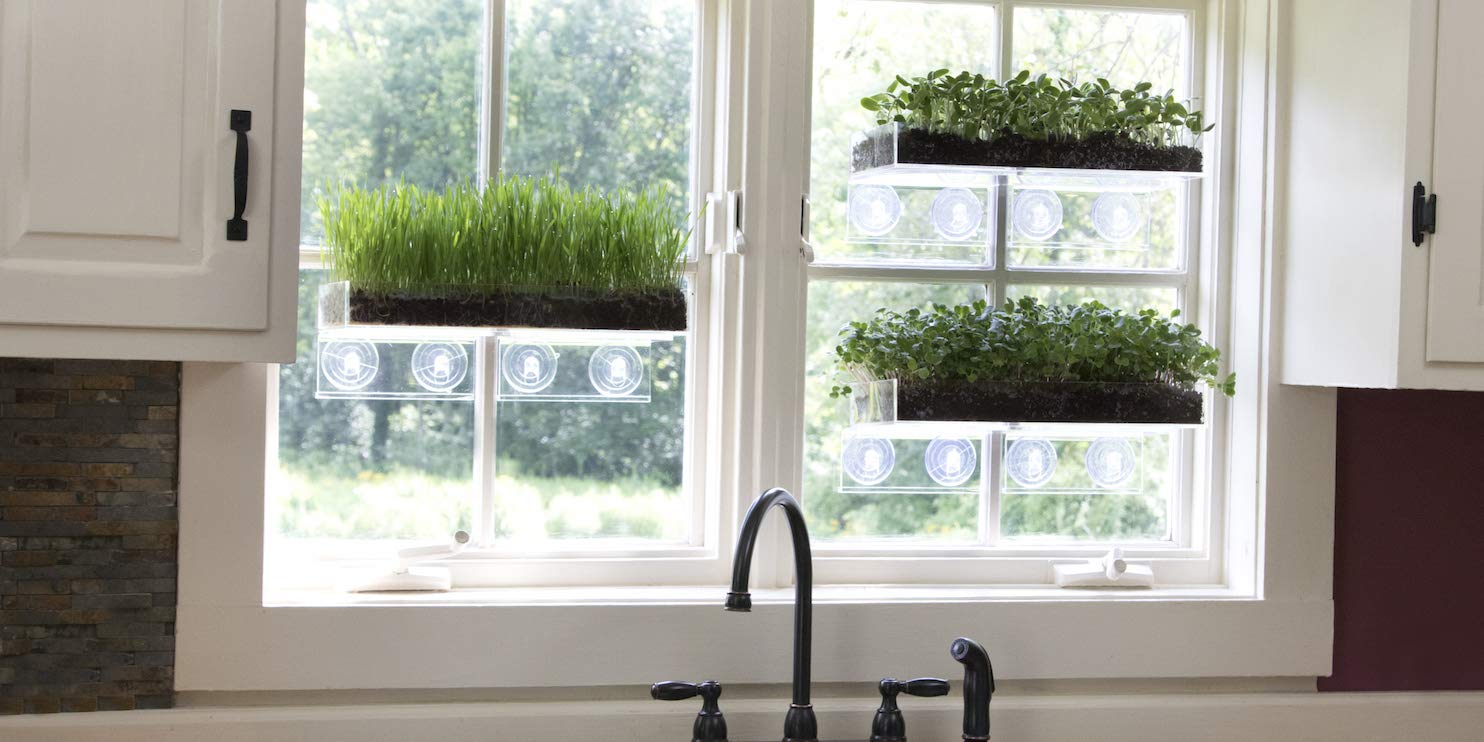 Pinggir jendela rumah merupakan salah satu rekomendasi lokasi untuk menaruh microgreen / Amazon