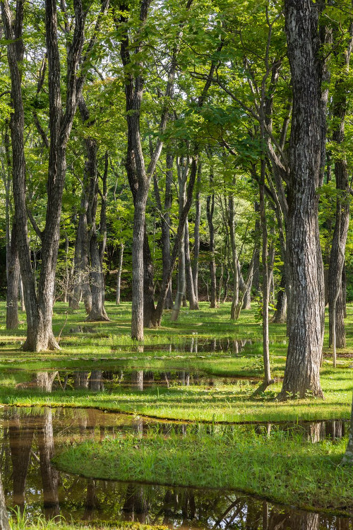 Ruang Terbuka Nan Puitis Karya Junya Ishigami