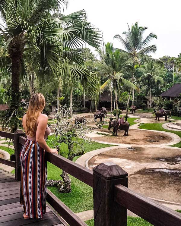 Melihat gajah yang bebas