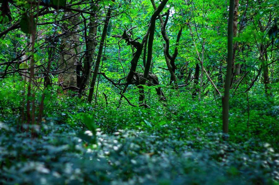 Hutan Kota Srengseng