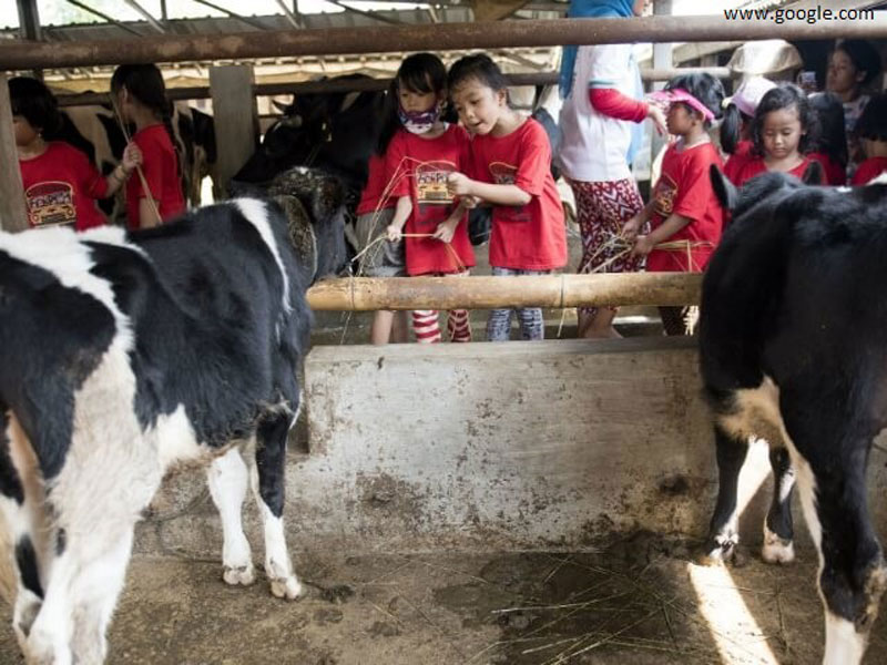 Cibubur Garden Diary