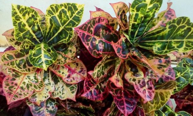 Hias Rumahmu dengan Tanaman Berdaun Lebar Ini!